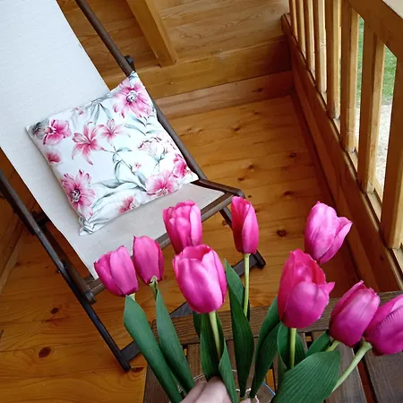 Brvnara Mila Vinci Golubac